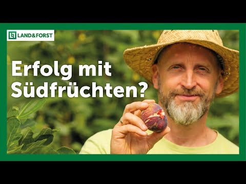 Das Geheimnis der exotischen Früchte: Wie ein Norddeutscher Landwirt durchstartet