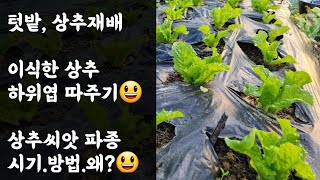 텃밭, 상추재배