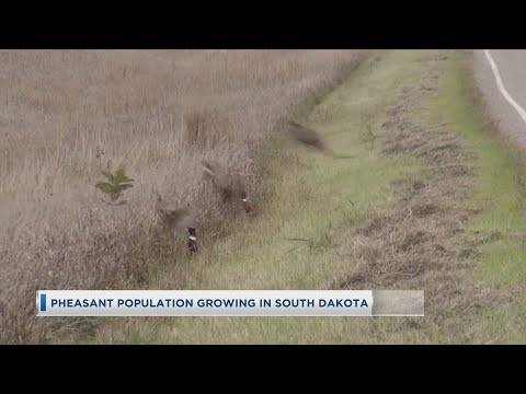 Pheasant Population Increasing in South Dakota