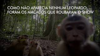 Miniatura do vídeo