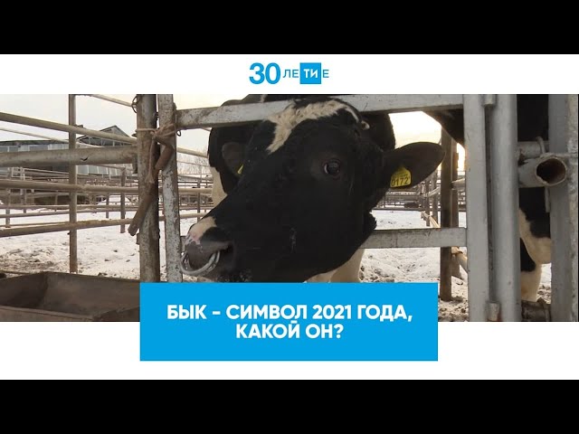 Бык – символ 2021 года, какой он?