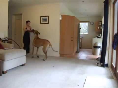teen girl vs Dog ▶4:41