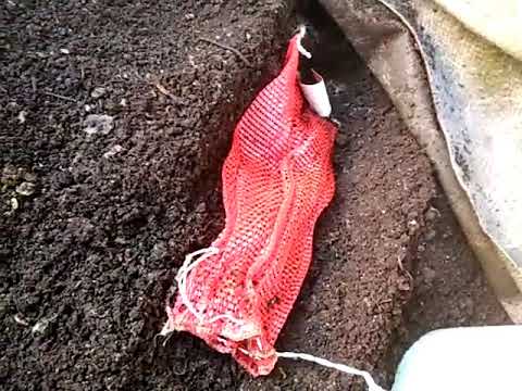 Baiting the worms into a bag to make harvesting castings easier and to transfer to the new worm farm