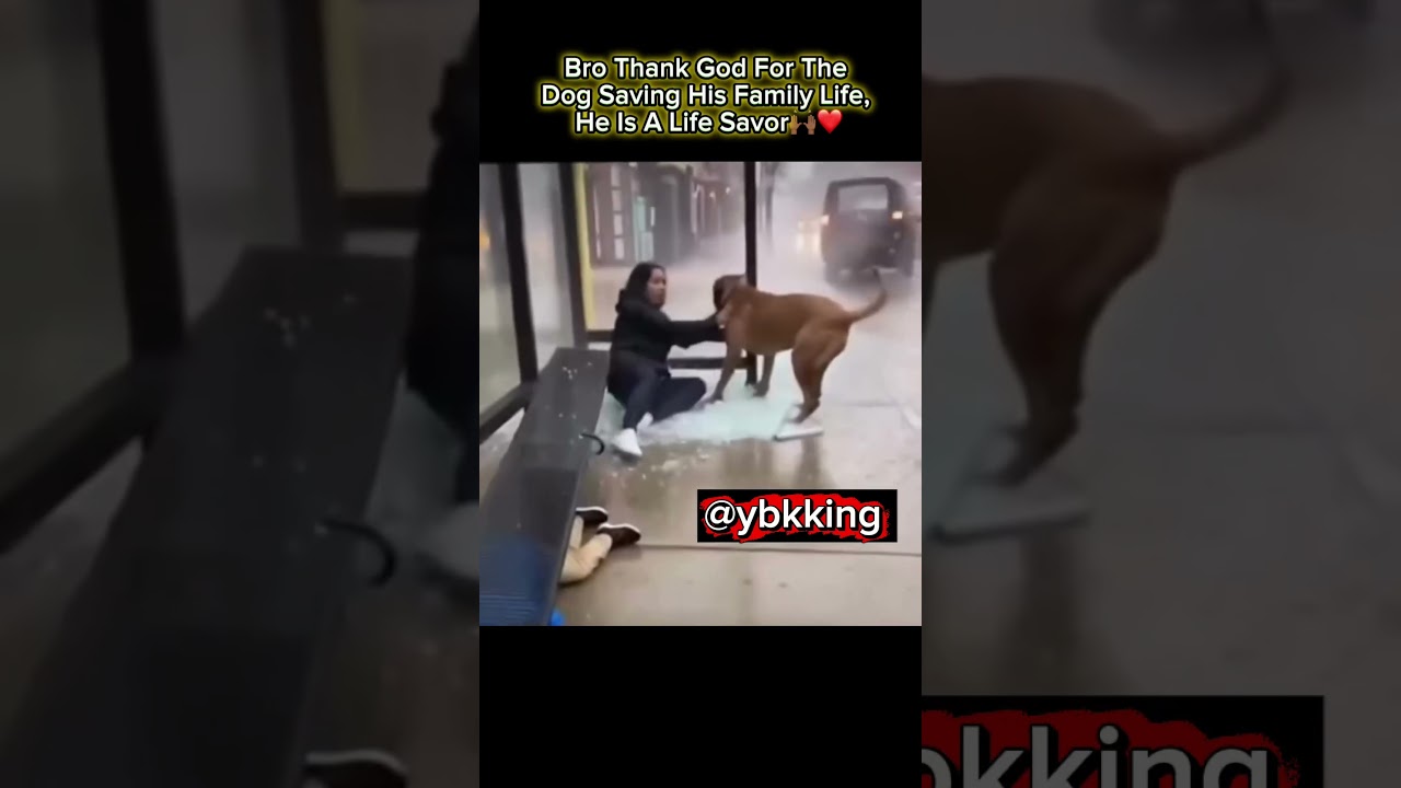 형님, 가족의 생명을 구해준 개에게 신께 감사드립니다. 그는 생명의 은인이에요🙌🏾❤️