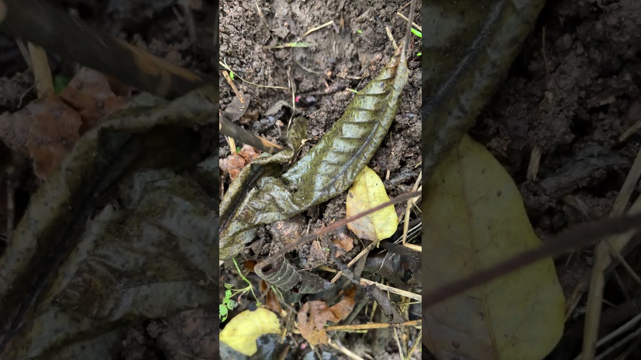 これはカモシカの足跡ですよね？