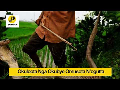 Okuloota Nga Okubye Omusota N’ogutta - Ebirooto Namakulu Gaabyo - Buganda Ekkula