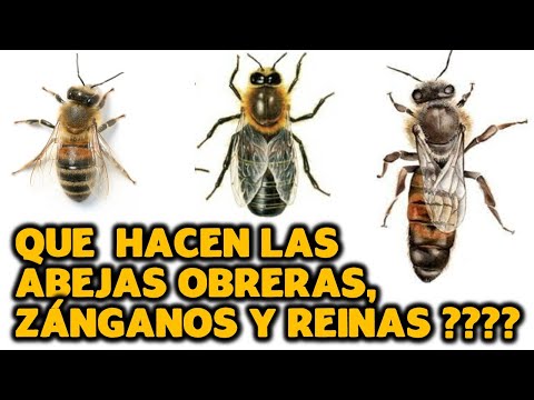 , title : 'QUE HACEN LAS ABEJAS OBRERAS ZÁNGANAS Y REINAS'