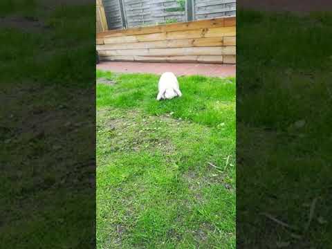 Kaninland - Zoya plæneklipper