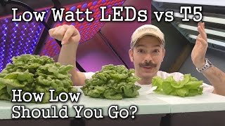 Low Watt LEDs vs T5 Grow Lights: Seed Starting / Lettuce Test
