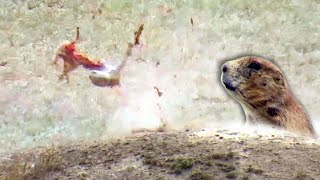 Prairie Dog Hunting Armageddon! Tannerite Explosion - Beyond the Grid
