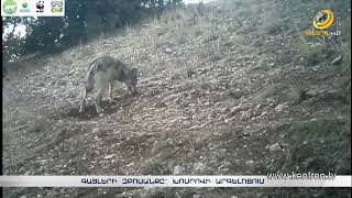 Գայլերի զբոսանքը՝ Խոսրովի արգելոցում