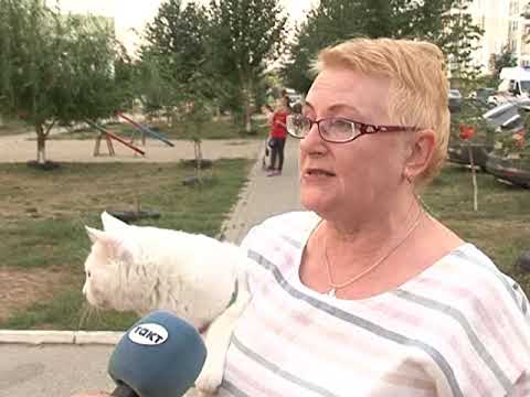 В Курске проходит бесплатное вакцинирование животных от бешенства