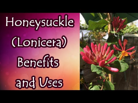 , title : 'Honeysuckle Benefits and Uses'