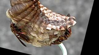 BEE - Annie Ross - Alone Together