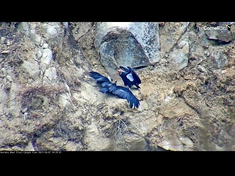 Hungry Condor Chick Begs For Meal From Female In Huttons Bowl – Oct. 7, 2021
