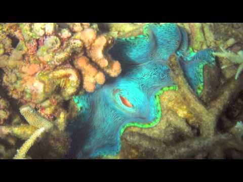 Great Barrier Reef - Slide Show with Music by LIJ7