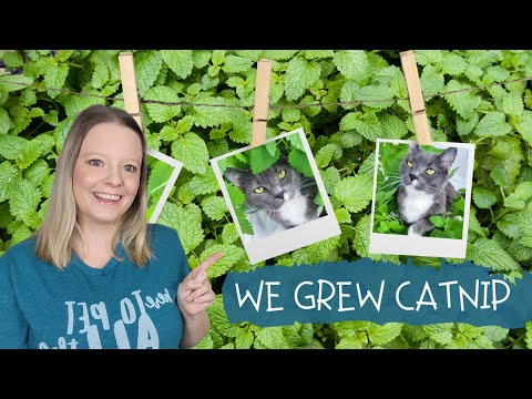 Growing Catnip From Seeds - Sharing our results as first time growers.