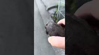 クサガメ救助