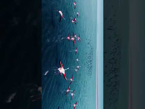 "The Vanishing of Havenwood: A Town Lost to the Unknown"