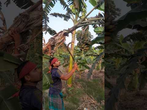 How to harvesting are banana #ep-683 #agriculture #trending #farming #banana #shortfeed #fruits🍌🍌