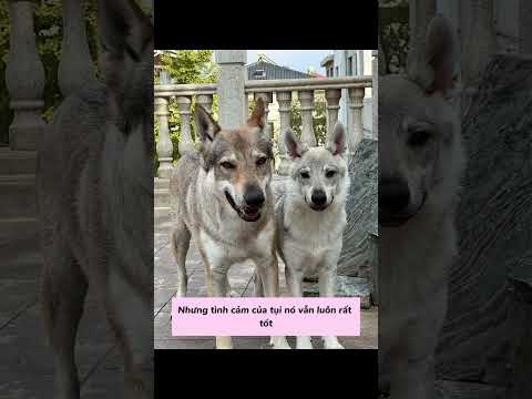 Thử thách kiếm chồng cho bé chó xinh nhất   #videoviralシ #viral #xuhuong