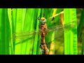 Green-Eyed Hawker Dragonfly Copulates Near Lake - 1069938