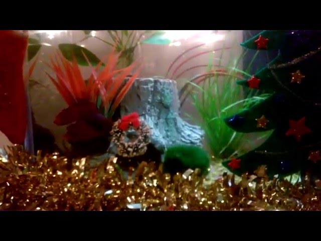 Betta Fish Tank Decorated for Christmas