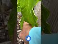 Grow Passion Vine!