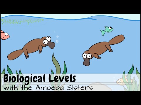 Biological Levels in Biology: The World Tour