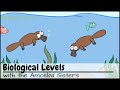 Biological Levels in Biology: The World Tour