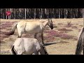 Konikpaarden Spanje krijgen behandeling tegen parasieten