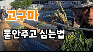 고구마 물안주고 심는법 라이브 스트리밍 중
