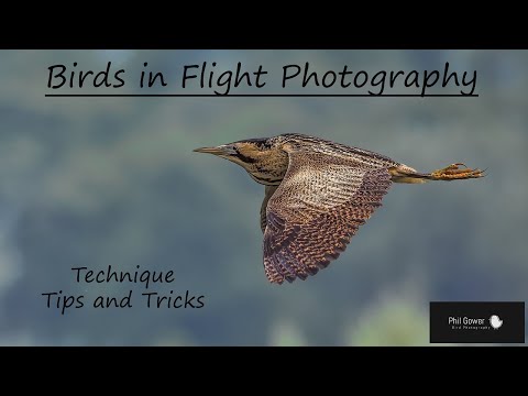 Birds in Flight Photography: Techniques, Tips and Tricks
