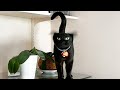 Cat Being Incredibly Silly New Funny Cat Videos