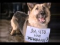 грустное видео про собак 