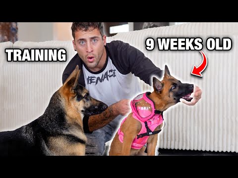 Training My Belgian Malinois Puppy...