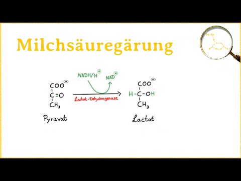 Die Milchsäuregärung