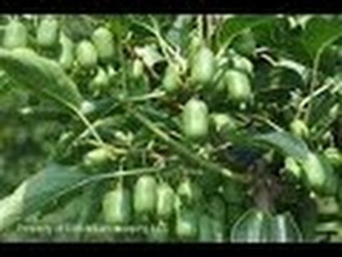 download lagu mp3 mp4 Issai Kiwi Plant Care, download lagu Issai Kiwi Plant Care gratis, unduh video klip Issai Kiwi Plant Care