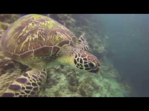 Beautiful  Dive Footage Of A Sea Turtle In The Philippines