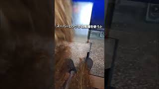 スーパーロングの視点