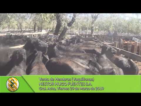 29-03-19 - Venta de Hembras (Vaquillonas) - Nestor Hugo Fuentes S.A. - Gral. Acha