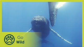 Whales - Africa's Wild Wonders - The Secrets of Nature