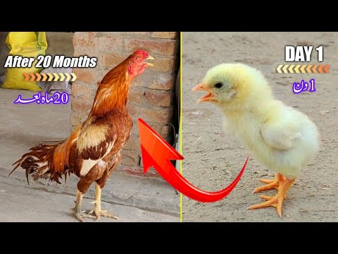 Aseel murga yellow growth from day 1 to 600 days || Development of aseel chick to adulthood