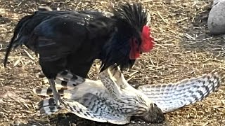 This Hawk Didn't Know That The Rooster Was A Fighter, What Happens Next?
