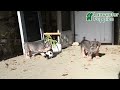 French Bulldog dogs for sale: Paris - Video 1