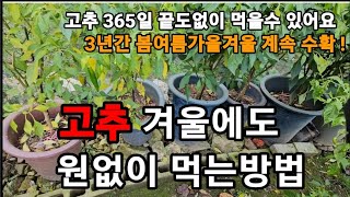 고추 겨울에도 사계절 내내 1년에 천개씩 3년간 원없이 먹는방법!#고추재배 #고추키우기 #귀촌일상 #귀농귀촌…
