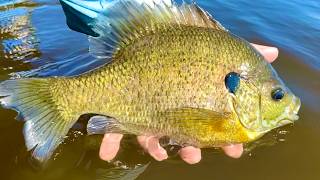 Fishing for GIANT Spring Bluegill! - These things are HUGE!
