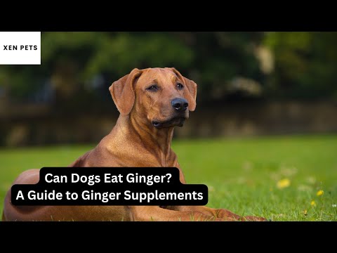 Can Dogs Eat Ginger? | Supplement Guide
