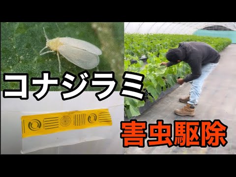 園芸 コナジラミに対する緑色の虫