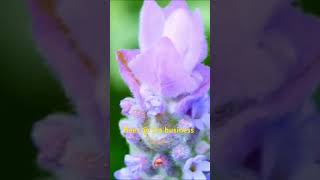 Download lagu Bees at Serious business 📸🇿🇼 mp3